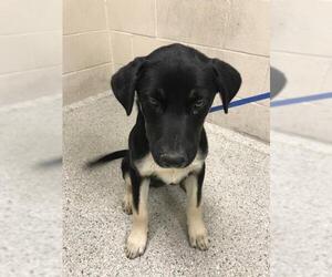 Labrador Retriever Dogs for adoption in Conroe, TX, USA