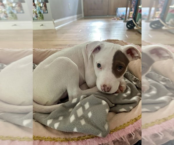 Medium Photo #3 Pointer-Unknown Mix Puppy For Sale in Shermans Dale, PA, USA