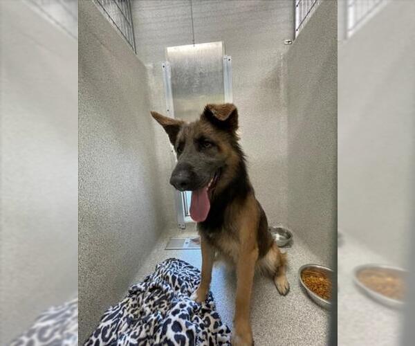 Medium Photo #1 German Shepherd Dog Puppy For Sale in Tracy, CA, USA