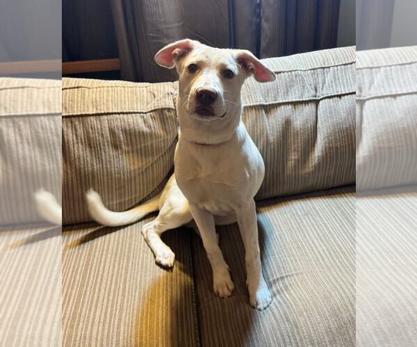 Medium Photo #3 Labrador Retriever-Unknown Mix Puppy For Sale in New Oxford , PA, USA