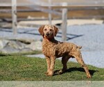 Small Photo #1 Goldendoodle (Miniature) Puppy For Sale in GREENBANK, PA, USA