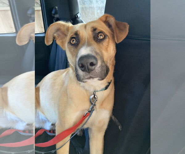 Medium Photo #5 Mutt Puppy For Sale in San Diego, CA, USA