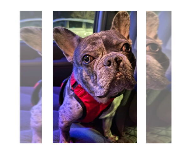 Medium Photo #1 French Bulldog Puppy For Sale in Mooresville, NC, USA