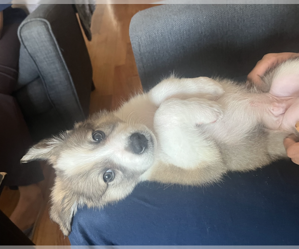 Medium Photo #2 Great Pyrenees-Unknown Mix Puppy For Sale in Brooklyn, NY, USA