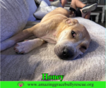 Small #1 Chinese Shar-Pei Mix