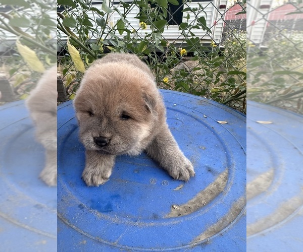 Medium Photo #3 Chow Chow Puppy For Sale in FONTANA, CA, USA