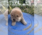 Sweet Boy - Male Chow Chow Puppy for Sale - Photo #3