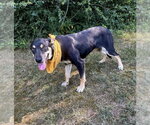 Small #1 Mutt