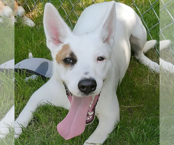 Medium Photo #1 Labrador Retriever-Unknown Mix Puppy For Sale in Canton, CT, USA