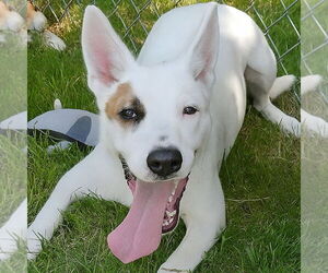Medium Labrador Retriever Mix