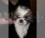 Small Photo #1 Shih Tzu Puppy For Sale in CENTRALIA, MO, USA