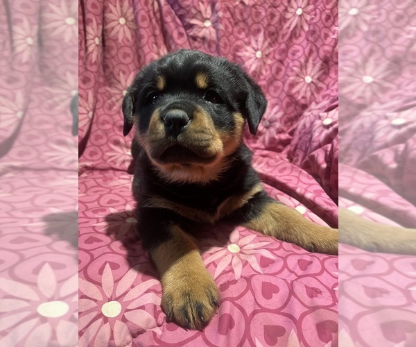 Medium Photo #11 Rottweiler Puppy For Sale in BUSKIRK, NY, USA
