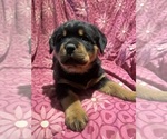 Small #10 Rottweiler