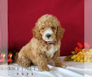 Goldendoodle Puppy for sale in GORDONVILLE, PA, USA