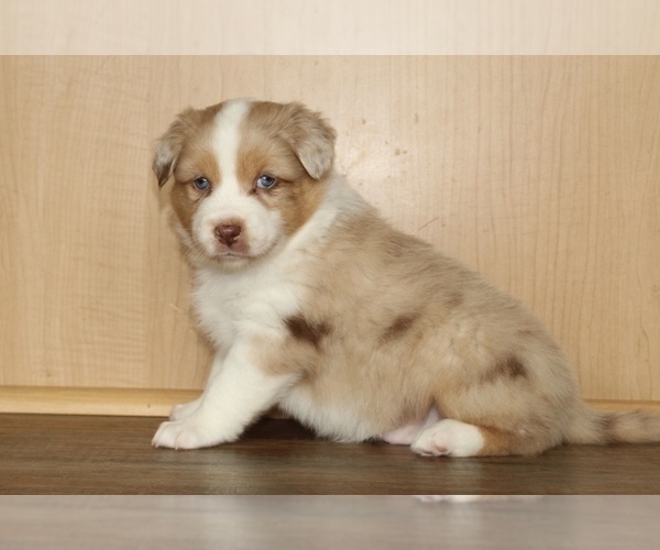 Medium Photo #14 Australian Shepherd Puppy For Sale in CARMEL, IN, USA
