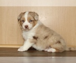 Small Photo #14 Australian Shepherd Puppy For Sale in CARMEL, IN, USA