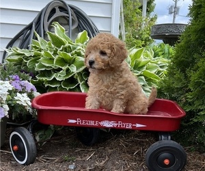 Cavapoo Puppy for Sale in THORP, Wisconsin USA
