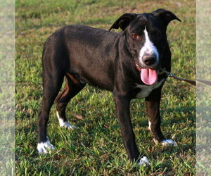Colton - Male Borador Dog for Adoption - Photo #3