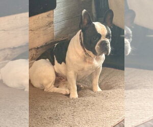 Ellie - Female French Bulldog Dog for Adoption - Photo #2