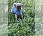 Small Photo #2 Pug Puppy For Sale in ARLINGTON, TX, USA