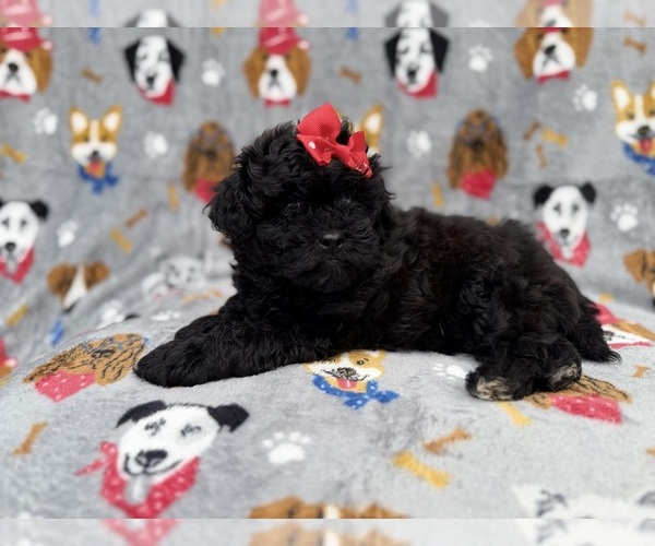 Medium Photo #2 Shih-Poo Puppy For Sale in LAKELAND, FL, USA