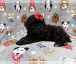 Small #1 Shih-Poo