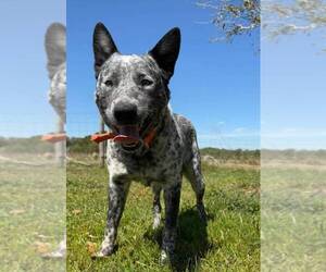 Australian Cattle Dog Puppy for sale in ZOLFO SPRINGS, FL, USA