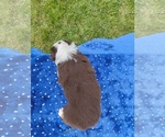 Small #4 Miniature American Shepherd