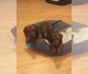Dachshund Puppy for sale in GREEN COVE SPRINGS, FL, USA
