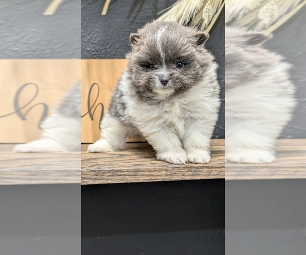 Medium Photo #9 Pomeranian Puppy For Sale in GOSHEN, IN, USA