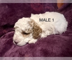 Poodle (Miniature) Puppy for sale in ERWIN, NC, USA