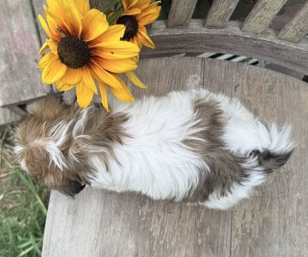 Medium Photo #4 Shih Tzu Puppy For Sale in THORP, WI, USA