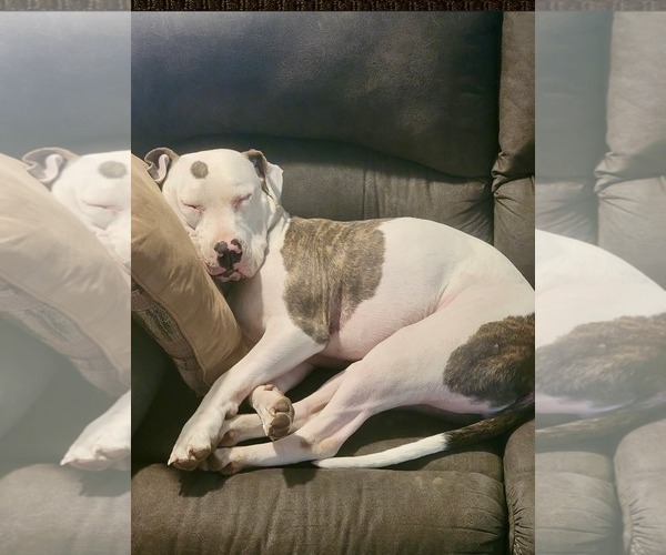Medium Photo #4 American Pit Bull Terrier-Unknown Mix Puppy For Sale in Germantown, OH, USA