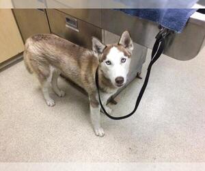 Siberian Husky Dogs for adoption in Riverside, CA, USA