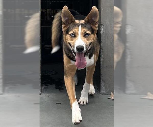 Medium Photo #1 Gerberian Shepsky Puppy For Sale in Santa Cruz, CA, USA