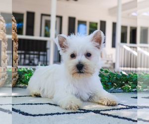 West Highland White Terrier Puppy for Sale in SYRACUSE, Indiana USA