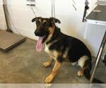 Small German Shepherd Dog