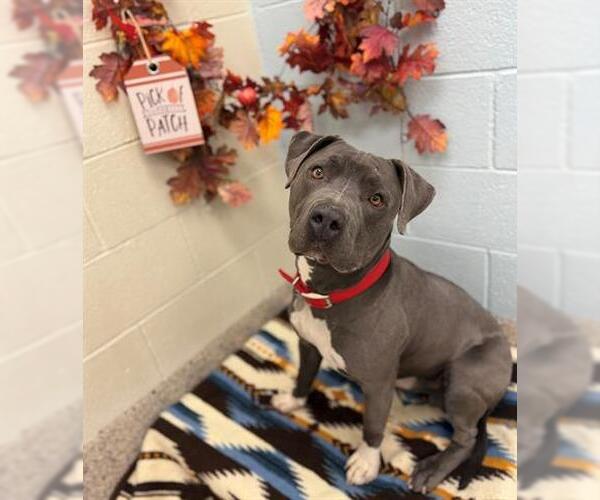 Medium Photo #1 Mutt Puppy For Sale in Brighton, CO, USA