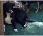 Small Photo #15 Border Collie-Unknown Mix Puppy For Sale in Highland, IL, USA
