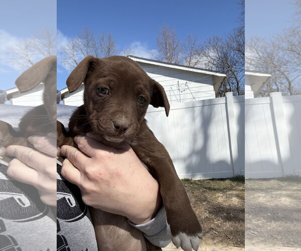 Medium Photo #2 Aussiedoodle Puppy For Sale in Fenton, MO, USA