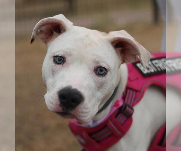 Medium Photo #1 American Staffordshire Terrier Puppy For Sale in San Antonio, TX, USA