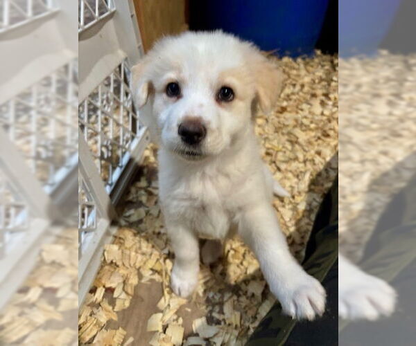 Medium Photo #4 Labrador Retriever-Unknown Mix Puppy For Sale in Oak Bluffs, MA, USA
