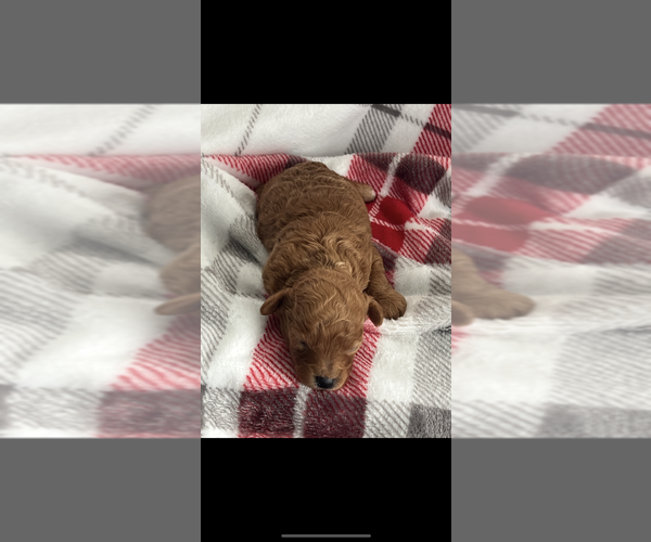 Medium Photo #2 Poodle (Toy) Puppy For Sale in NILES, MI, USA