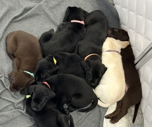 Labrador Retriever Puppy for Sale in CHICKAMAUGA, Georgia USA