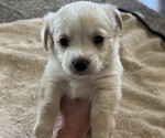 Small Photo #1 Malchi Puppy For Sale in ELMA, NY, USA