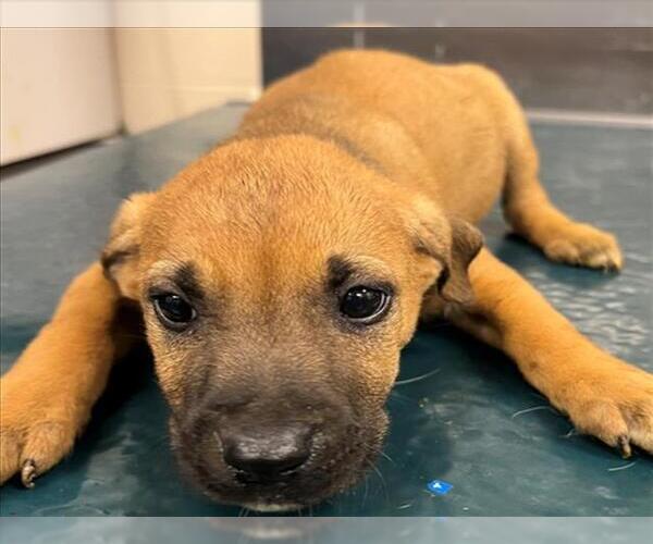 Medium Photo #1 Unknown-Vizsla Mix Puppy For Sale in Mobile, AL, USA