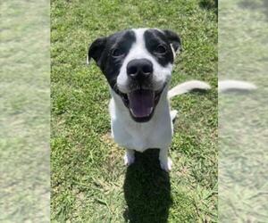 Labrador Retriever-Unknown Mix Dogs for adoption in Plano, TX, USA