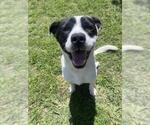 Small Labrador Retriever Mix