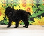 Pedro - Male Poodle (Toy) Puppy for Sale - Photo #18