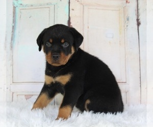 Rottweiler Puppy for sale in SUGARCREEK, OH, USA